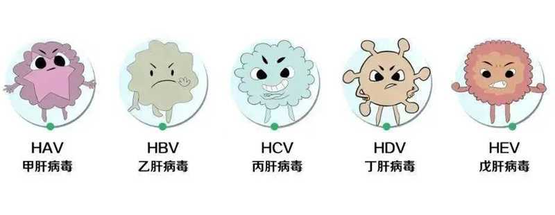 什么是肝硬化？肝硬化是如何慢慢發(fā)生的！
