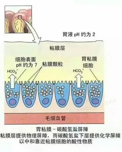 喝酒后出現(xiàn)難以忍受的肚子痛，你可能得了酒精性胃炎！